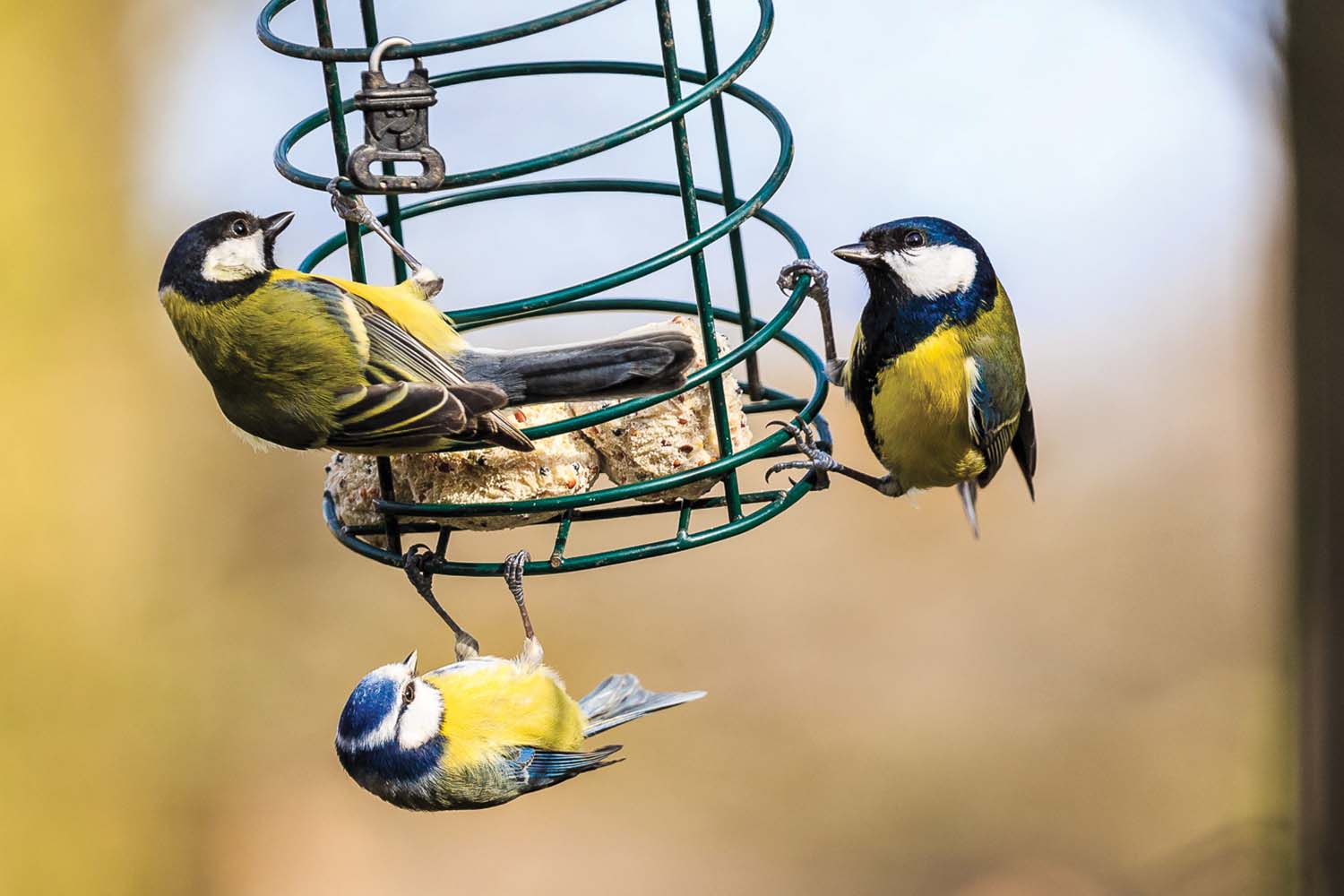 RSPB Lochwinnoch