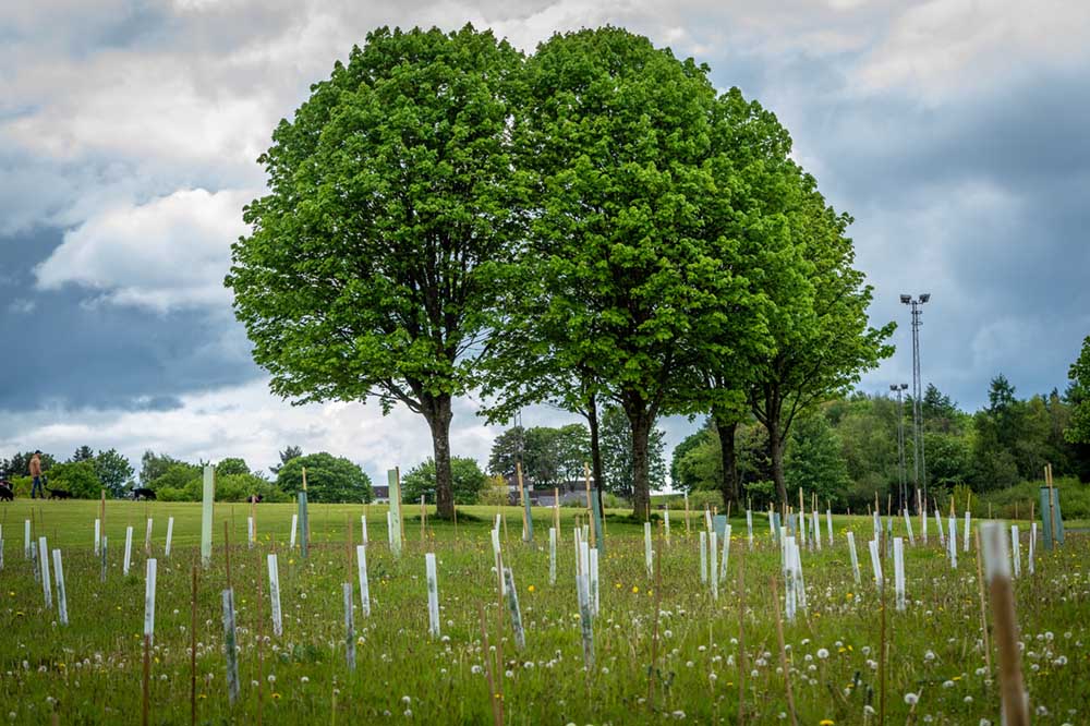 Barwood Park, Clyde Climate Forest
