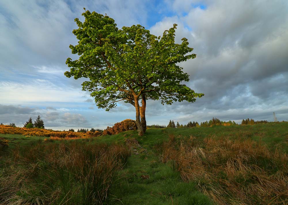 An Adventure at Gleniffer Braes