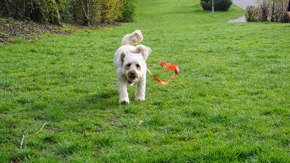 Renfrewshire dog owners