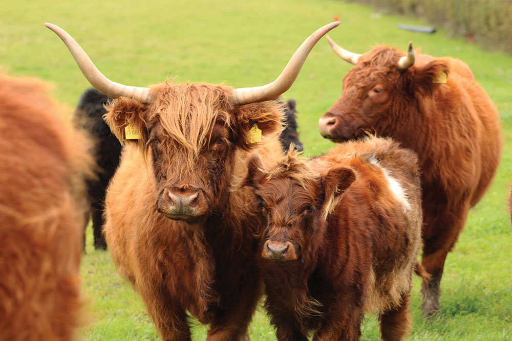 Barnhill Farm